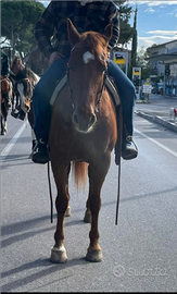 Cavalla derivata Quarter