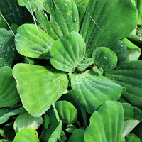 Pianta galleggiante pond laghetto acquario