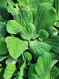 Pianta galleggiante pond laghetto acquario
