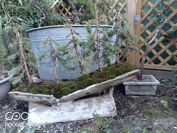 bonsai boschetto picea