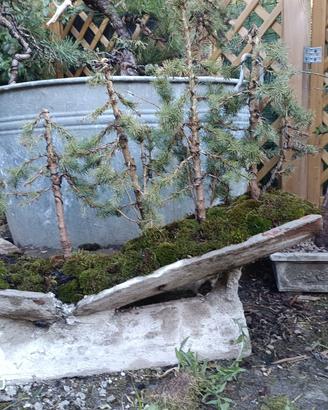 bonsai boschetto picea