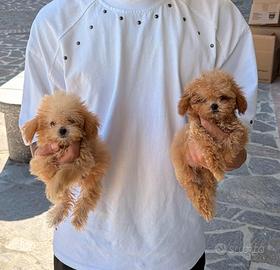 Maltipoo