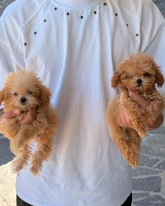 Maltipoo