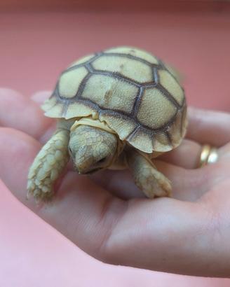 Tartaruga sulcata africana