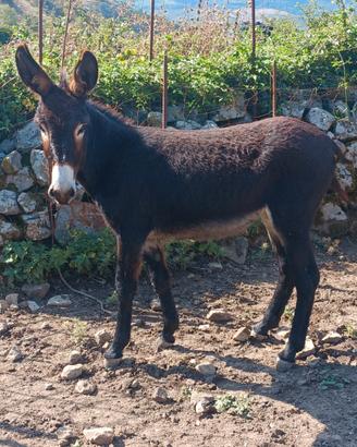 Puledra ragusano