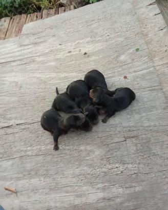 Cucciolo di bassotto nano/kaninchen