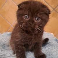 Scottish Fold e Straight