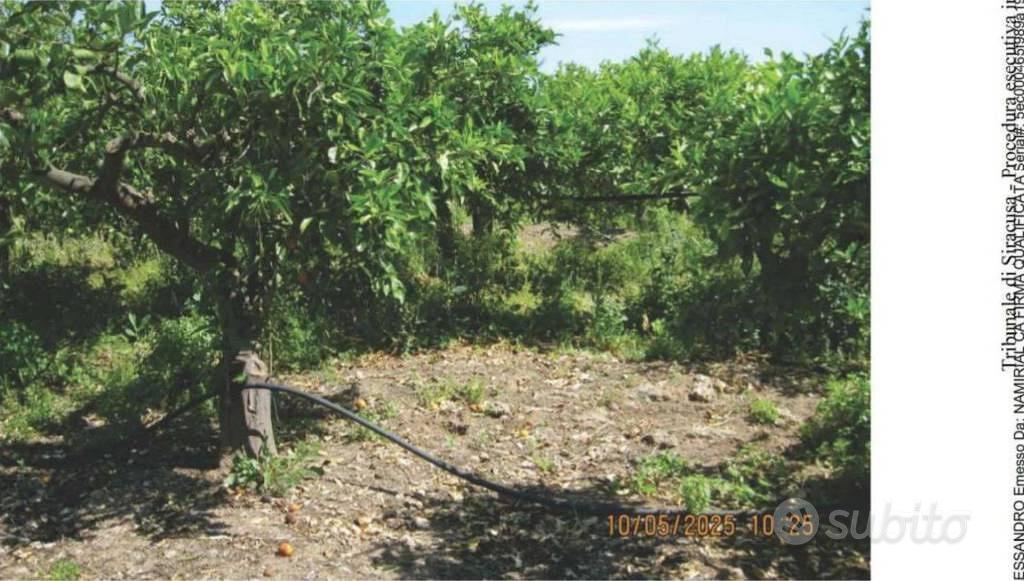 Immobile in asta di 12550 m² a Francofonte - Vista 4