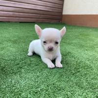 Chihuahua mini toy