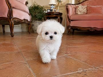 Super coccolone maltese