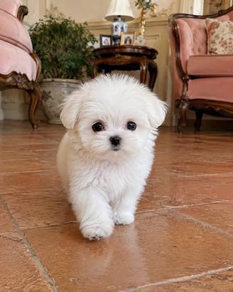 Super coccolone maltese