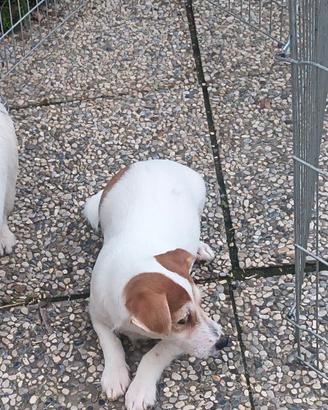 Jack Russel