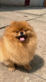 Spitz ACCOPPIAMENTO volpino pomerania TOY
