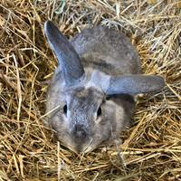 Coniglio nano adulto maschio