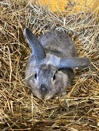 Coniglio nano adulto maschio