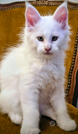 Ciccioli di Maine Coon