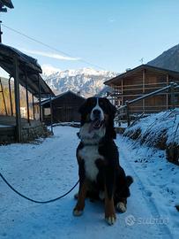 Bovaro del Bernese per accoppiamento