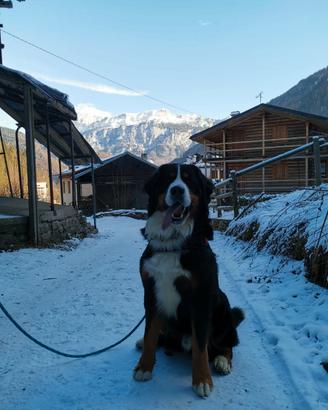Bovaro del Bernese per accoppiamento