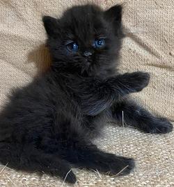 Gattina persiano femmina
