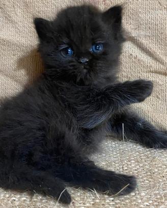 Gattina persiano femmina