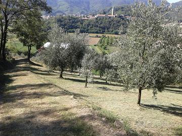 Terreno a oliveto e bosco