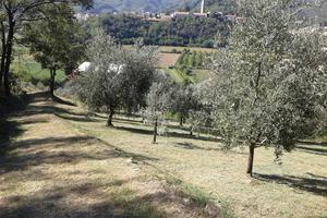 Terreno a oliveto e bosco