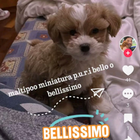 Mini toy di barboncini,maltipoo, maltesi a rate