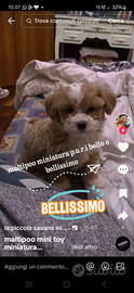 Mini toy di barboncini,maltipoo, maltesi a rate