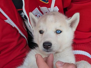 Cuccioli di Siberian Husky
