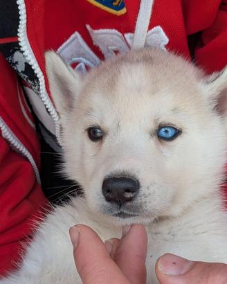 Cuccioli di Siberian Husky