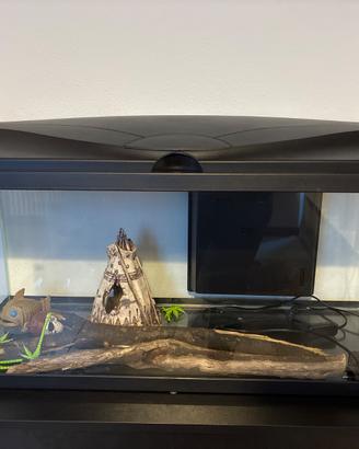 Acquario
