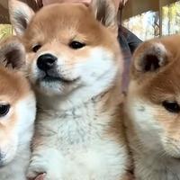 Shiba inu con pedigree