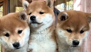 Shiba inu con pedigree