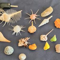 Collezione vintage di 50 conchiglie da collezione