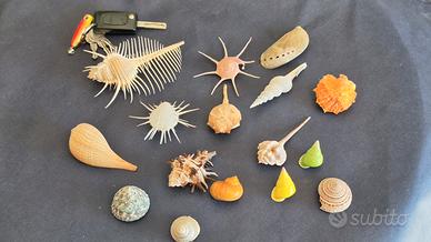 Collezione vintage di 50 conchiglie da collezione