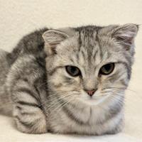 Cuccioli - Scottish Fold e Straight