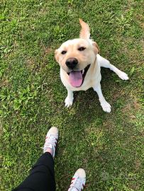 Labrador, 7 anni, in adozione 