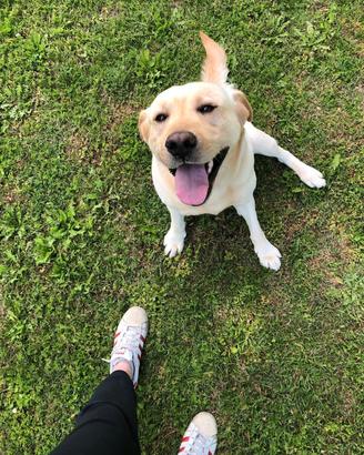 Labrador, 7 anni, in adozione 