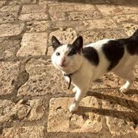 Gatti 10mesi-8mesi-1anno