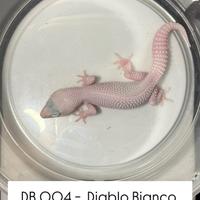 Geco leopardino - 1.0 Diablo Bianco