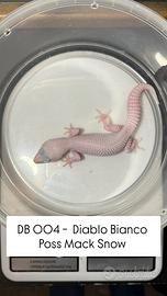 Geco leopardino - 1.0 Diablo Bianco