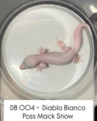 Geco leopardino - 1.0 Diablo Bianco