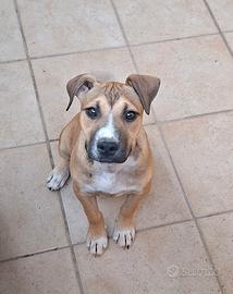 Pitbull ukc