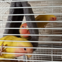 Inseparabili