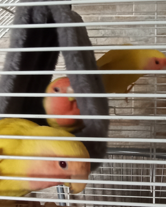 Inseparabili
