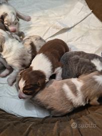 Splendidi Cuccioli di Pastore Australiano con pedi