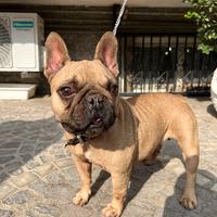 Bulldog Francese