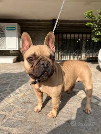 Bulldog Francese