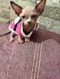 Sphynx femmina