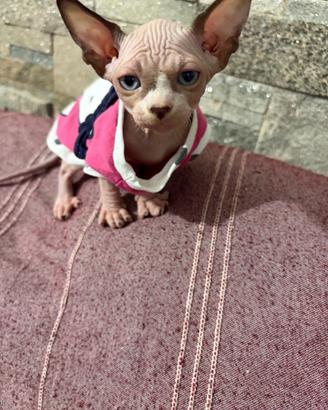 Sphynx femmina